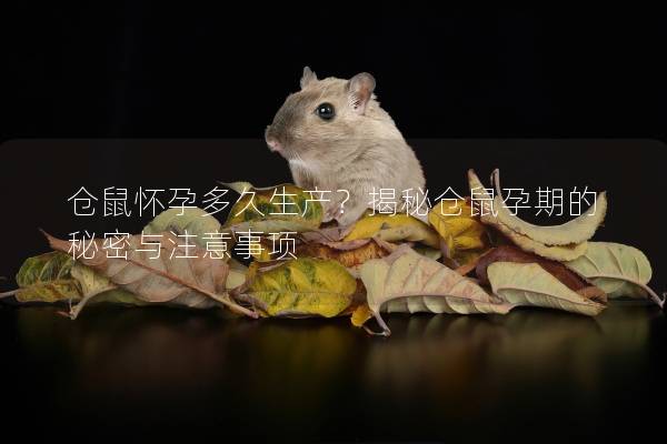 仓鼠怀孕多久生产？揭秘仓鼠孕期的秘密与注意事项