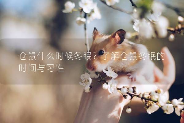 仓鼠什么时候冬眠？了解仓鼠冬眠的时间与习性