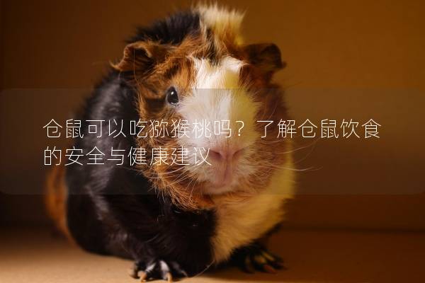 仓鼠可以吃猕猴桃吗？了解仓鼠饮食的安全与健康建议