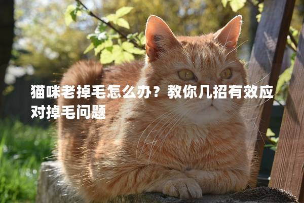 猫咪老掉毛怎么办？教你几招有效应对掉毛问题