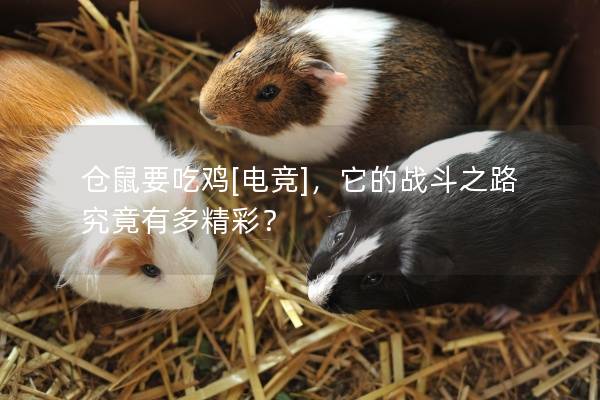 仓鼠要吃鸡[电竞]，它的战斗之路究竟有多精彩？