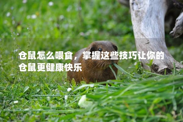 仓鼠怎么喂食，掌握这些技巧让你的仓鼠更健康快乐