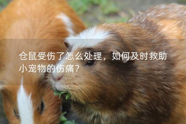 仓鼠受伤了怎么处理，如何及时救助小宠物的伤痛？