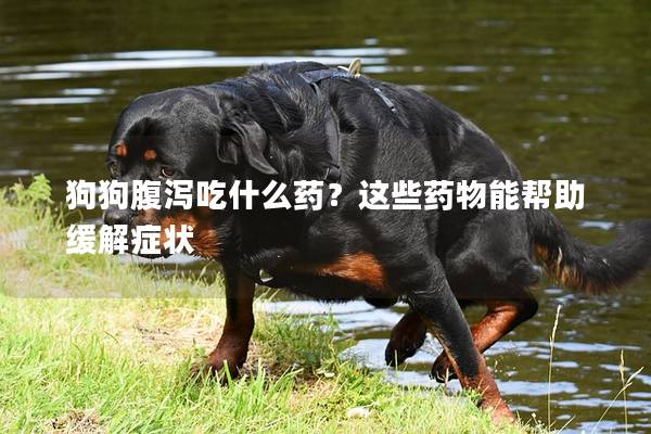 狗狗腹泻吃什么药？这些药物能帮助缓解症状