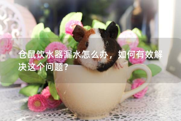 仓鼠饮水器漏水怎么办，如何有效解决这个问题？