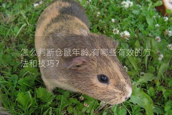 怎么判断仓鼠年龄,有哪些有效的方法和技巧? 怎么判断仓鼠年龄,有哪些有效的方法和技巧?