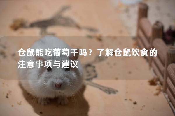 仓鼠能吃葡萄干吗？了解仓鼠饮食的注意事项与建议