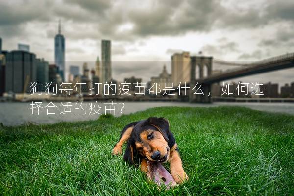 狗狗每年打的疫苗都是什么,如何选择合适的疫苗? 狗狗每年打的疫苗都是什么,如何选择合适的疫苗?