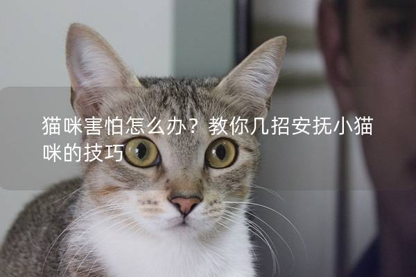 猫咪害怕怎么办？教你几招安抚小猫咪的技巧