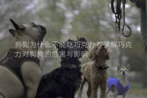狗狗为什么不能吃巧克力？了解巧克力对狗狗的危害与影响