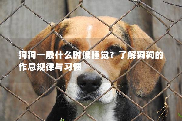 狗狗一般什么时候睡觉？了解狗狗的作息规律与习惯