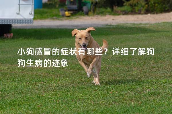 小狗感冒的症状有哪些?详细了解狗狗生病的迹象 小狗感冒的症状有哪些?详细了解狗狗生病的迹象