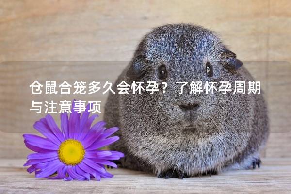 仓鼠合笼多久会怀孕？了解怀孕周期与注意事项