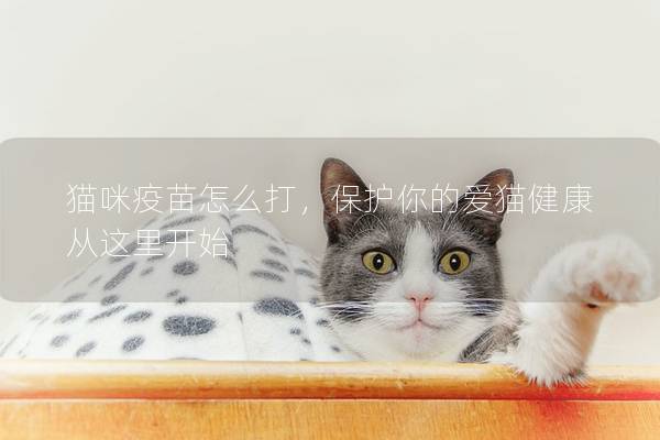 猫咪疫苗怎么打，保护你的爱猫健康从这里开始