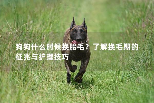 狗狗什么时候换胎毛?了解换毛期的征兆与护理技巧 狗狗什么时候换胎毛?了解换毛期的征兆与护理技巧