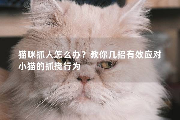 猫咪抓人怎么办？教你几招有效应对小猫的抓挠行为