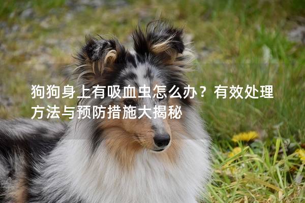 狗狗身上有吸血虫怎么办？有效处理方法与预防措施大揭秘