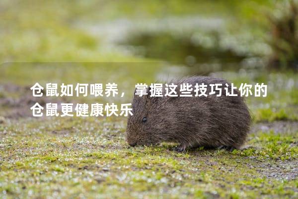 仓鼠如何喂养，掌握这些技巧让你的仓鼠更健康快乐