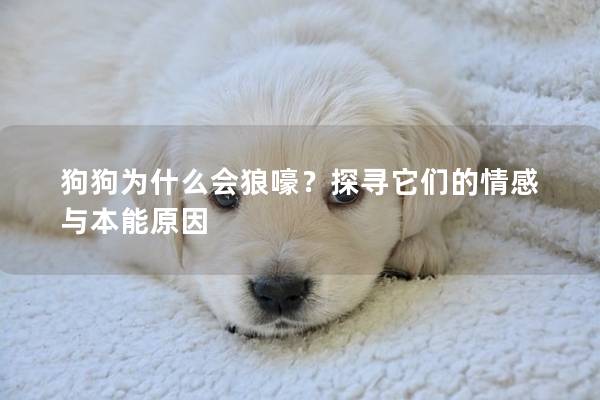 狗狗为什么会狼嚎？探寻它们的情感与本能原因