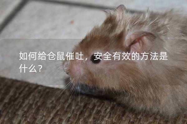 如何给仓鼠催吐，安全有效的方法是什么？