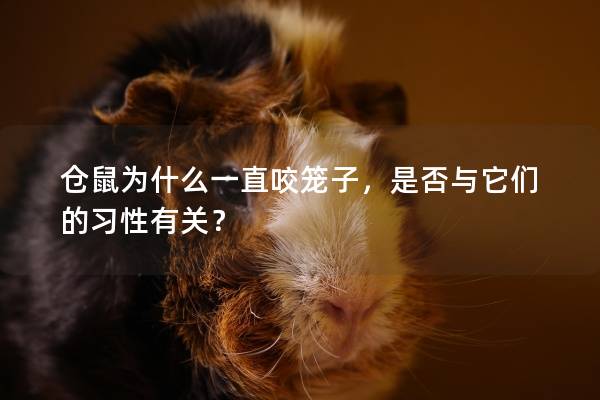 仓鼠为什么一直咬笼子，是否与它们的习性有关？