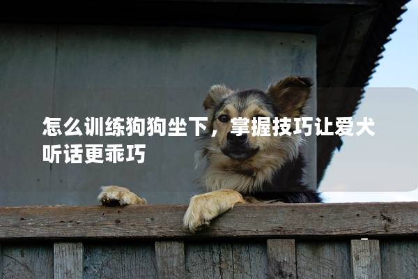 怎么训练狗狗坐下，掌握技巧让爱犬听话更乖巧