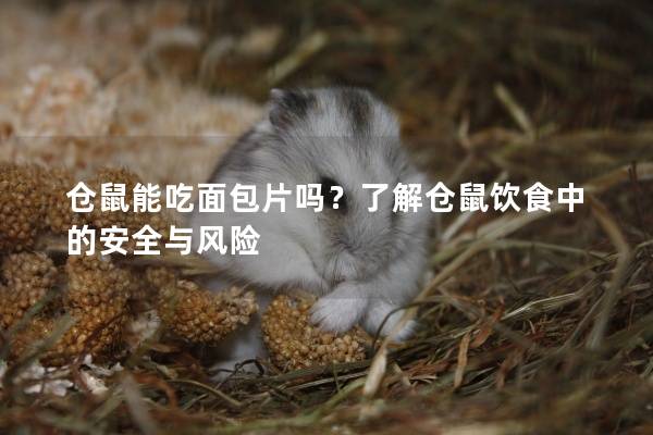 仓鼠能吃面包片吗？了解仓鼠饮食中的安全与风险