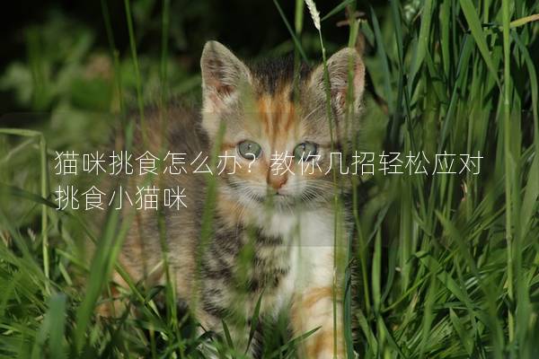 猫咪挑食怎么办？教你几招轻松应对挑食小猫咪