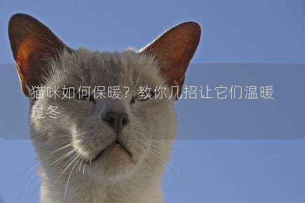 猫咪如何保暖？教你几招让它们温暖过冬