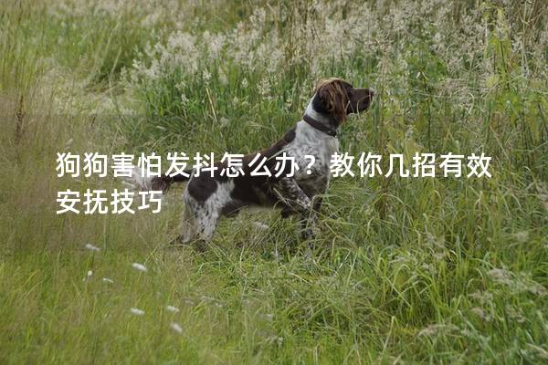 狗狗害怕发抖怎么办？教你几招有效安抚技巧