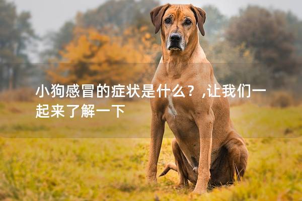 小狗感冒的症状是什么?,让我们一起来了解一下 小狗感冒的症状是什么?,让我们一起来了解一下