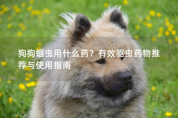 狗狗蛔虫用什么药？有效驱虫药物推荐与使用指南