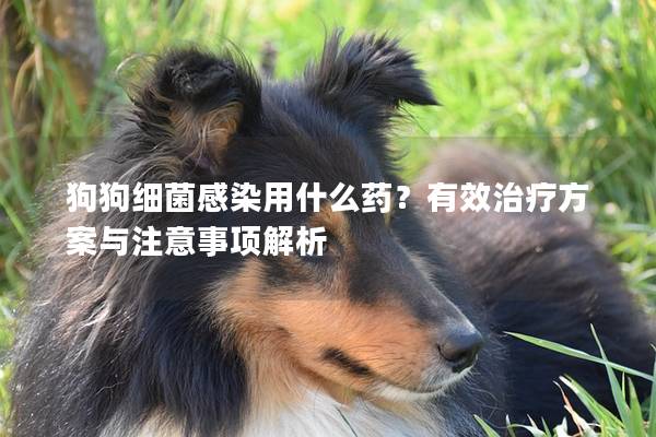 狗狗细菌感染用什么药？有效治疗方案与注意事项解析