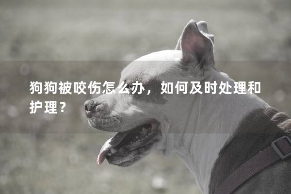 狗狗被咬伤怎么办，如何及时处理和护理？