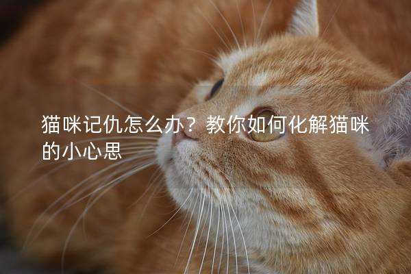 猫咪记仇怎么办？教你如何化解猫咪的小心思