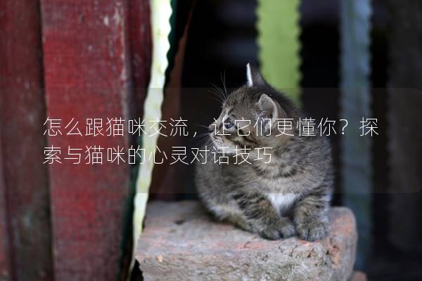 怎么跟猫咪交流，让它们更懂你？探索与猫咪的心灵对话技巧