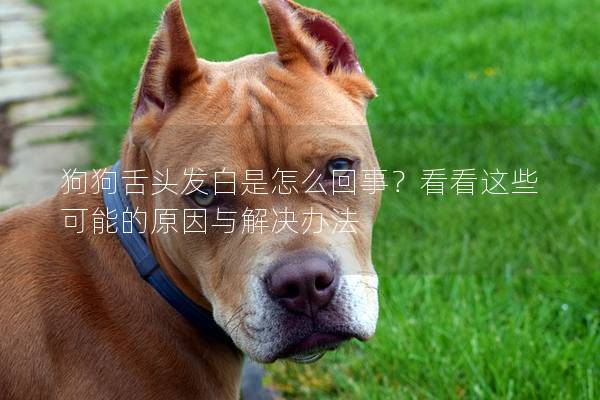 狗狗舌头发白是怎么回事？看看这些可能的原因与解决办法