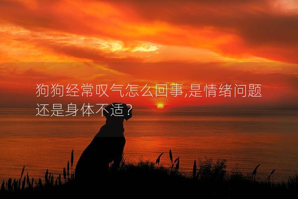 狗狗经常叹气怎么回事,是情绪问题还是身体不适？