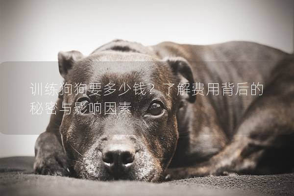 训练狗狗要多少钱？了解费用背后的秘密与影响因素