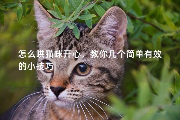 怎么哄猫咪开心，教你几个简单有效的小技巧