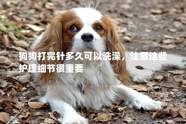 狗狗打完针多久可以洗澡，注意这些护理细节很重要