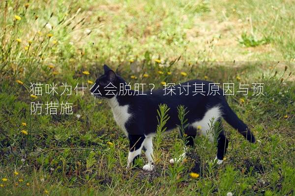 猫咪为什么会脱肛？探讨其原因与预防措施