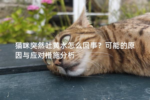 猫咪突然吐黄水怎么回事？可能的原因与应对措施分析