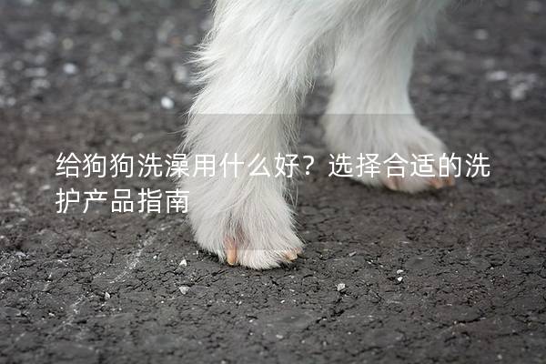 给狗狗洗澡用什么好？选择合适的洗护产品指南