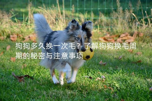 狗狗多久换一次毛?了解狗狗换毛周期的秘密与注意事项 狗狗多久换一次毛?了解狗狗换毛周期的秘密与注意事项