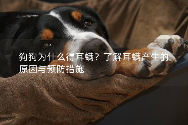 狗狗为什么得耳螨？了解耳螨产生的原因与预防措施