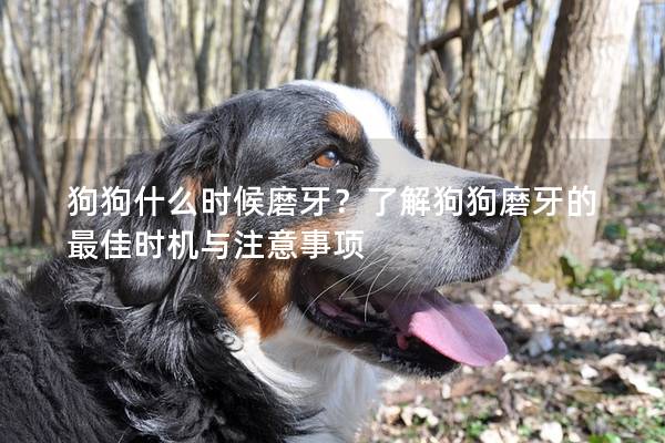 狗狗什么时候磨牙？了解狗狗磨牙的最佳时机与注意事项