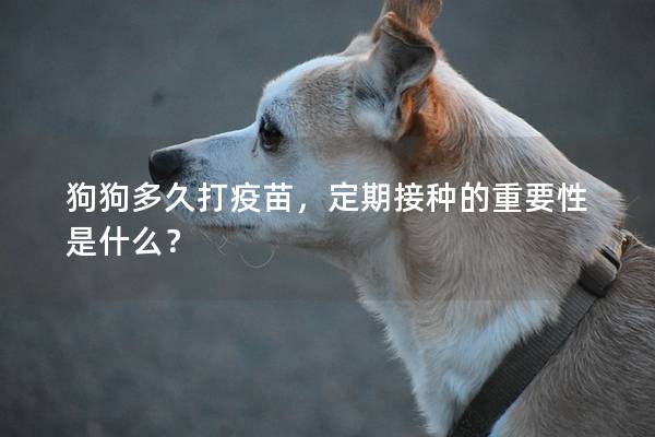 狗狗多久打疫苗,定期接种的重要性是什么? 狗狗多久打疫苗,定期接种的重要性是什么?