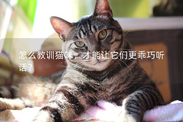 怎么教训猫咪，才能让它们更乖巧听话？