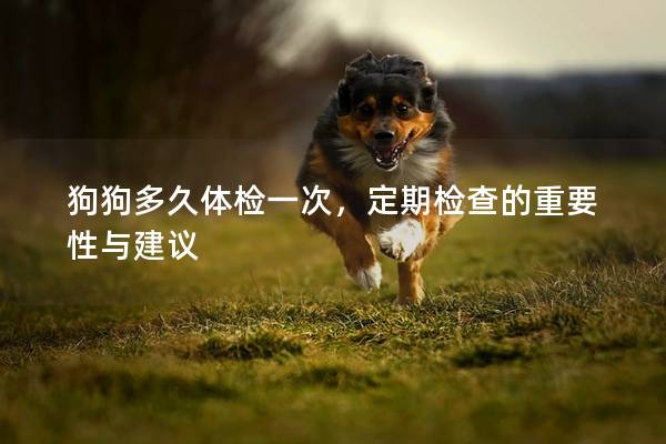 狗狗多久体检一次，定期检查的重要性与建议